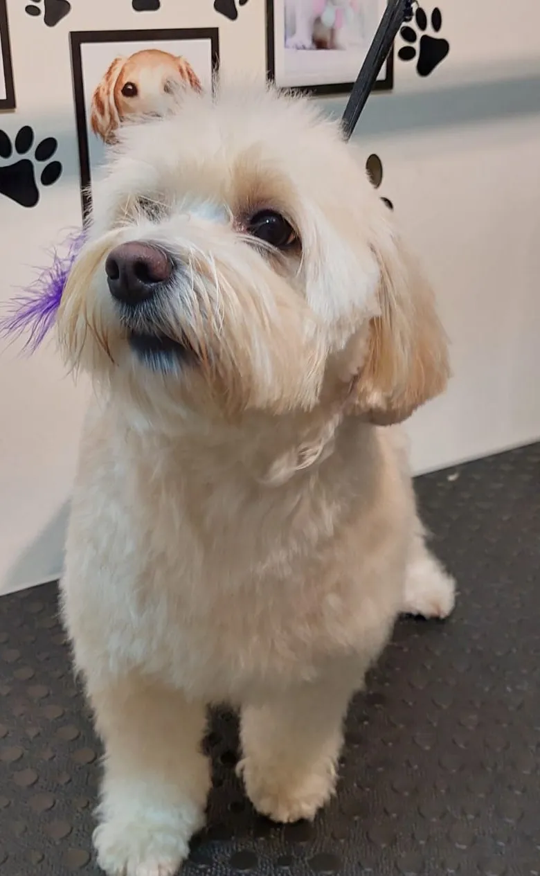 Tıraş sonrası krem rengi tüylü köpek başını yana çevirmiş